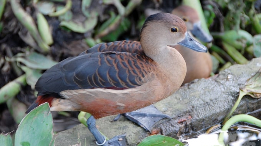 Đem loài chim nước tự nhiên về nuôi, sau 3 tháng người dân “hái” ra tiền